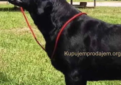 Na prodaju ženka LABRADORA, šampionskog porekla - 4/5