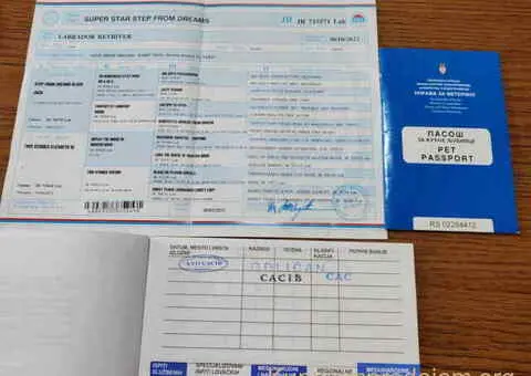 Na prodaju ženka LABRADORA, šampionskog porekla - 5/5