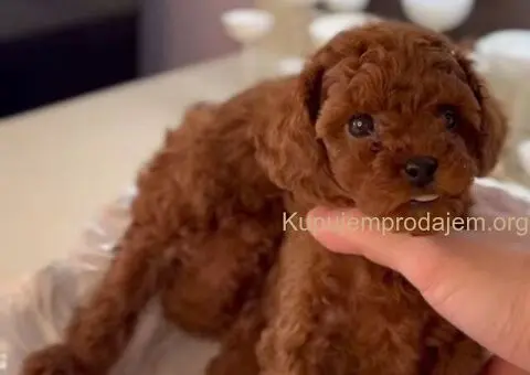 Teddy bear toy PUDLE – malene, prelepe - 1/9