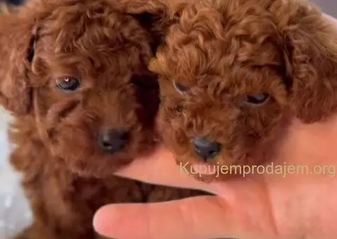 Teddy bear toy PUDLE – malene, prelepe - 2/9