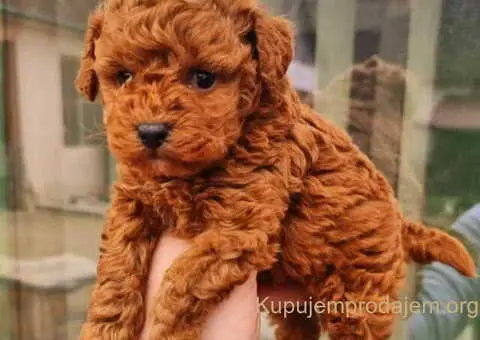 Teddy bear toy PUDLE – malene, prelepe - 5/9