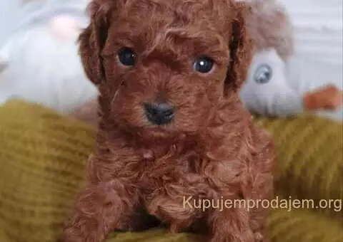 Teddy bear toy PUDLE – malene, prelepe - 6/9