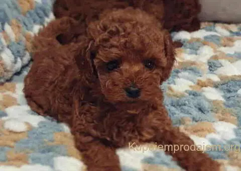 Teddy bear toy PUDLE – malene, prelepe - 7/9