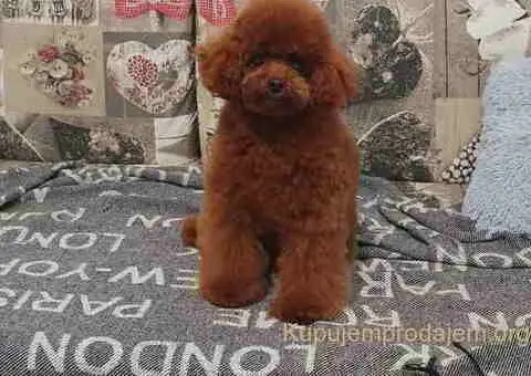 Teddy bear toy PUDLE – malene, prelepe - 8/9