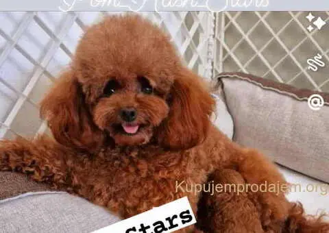 Teddy bear toy PUDLE – malene, prelepe - 9/9