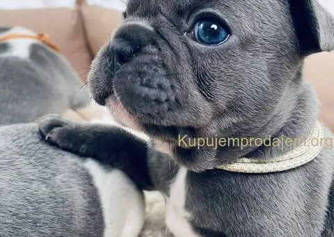 Egzoticni francuski buldozi - 1/5