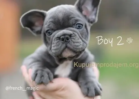 Egzoticni francuski buldozi - 5/5