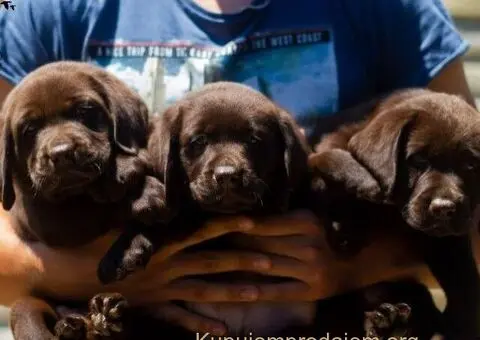 Labrador retriver štenci - 2/5