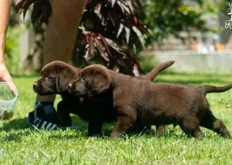 Labrador retriver štenci - 3/5
