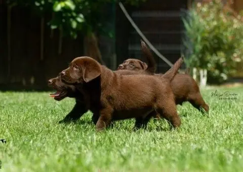 Labrador retriver štenci - 5/5