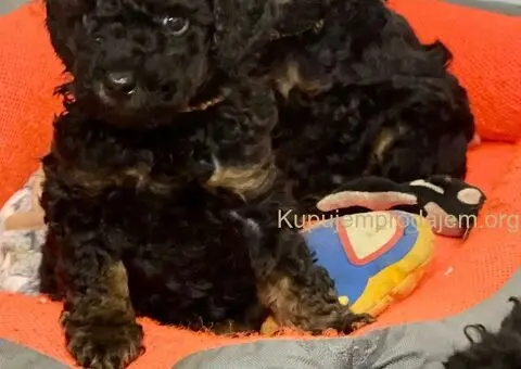 Toy Pudle Black & Tan Pedigree - 1/5