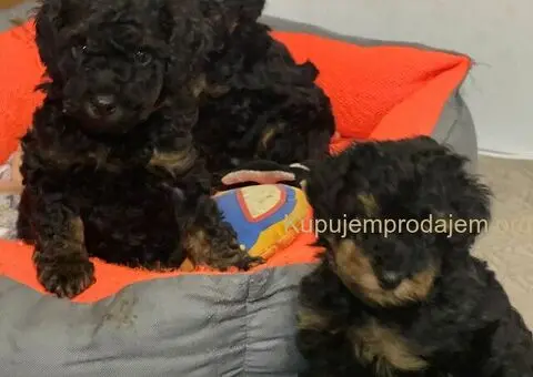 Toy Pudle Black & Tan Pedigree - 2/5