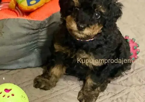 Toy Pudle Black & Tan Pedigree - 3/5