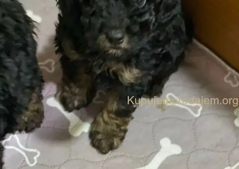 Toy Pudle Black & Tan Pedigree - 4/5