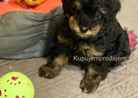 Toy Pudle Black & Tan Pedigree - 5/5