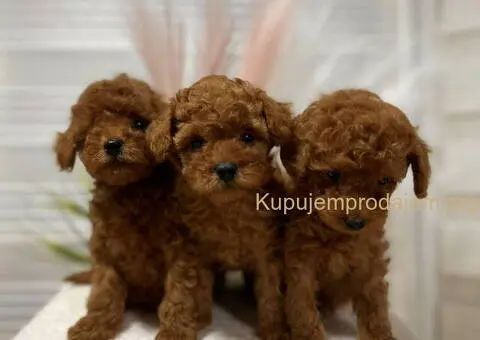 Crvene toy PUDLE - 1/3