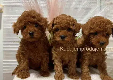 Crvene toy PUDLE - 2/3