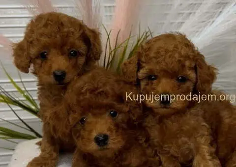 Crvene toy PUDLE - 3/3