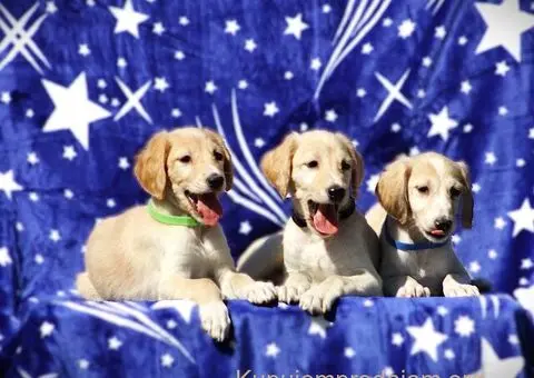 Persiski hrt saluki - 1/5