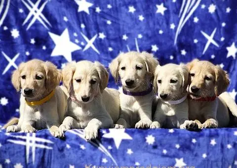 Persiski hrt saluki - 2/5