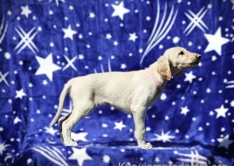 Persiski hrt saluki - 3/5