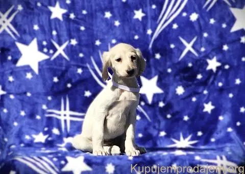 Persiski hrt saluki - 4/5