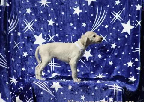 Persiski hrt saluki - 5/5