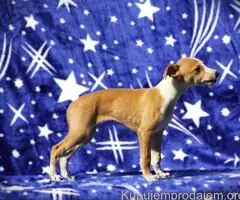 Dostupni štenci whippeta