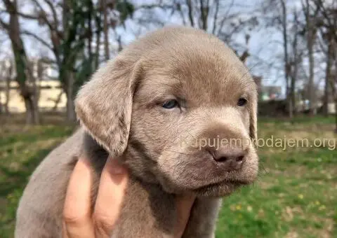 Silver labradori - 1/5