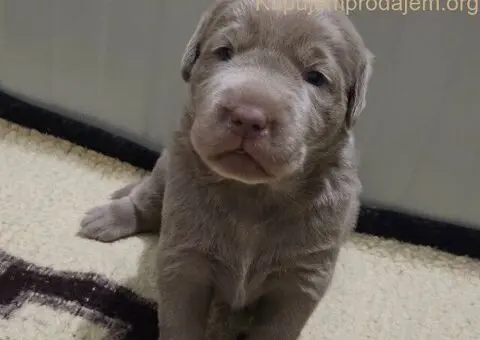 Silver labradori - 2/5