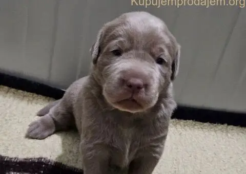 Silver labradori - 3/5