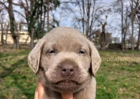 Silver labradori - 4/5