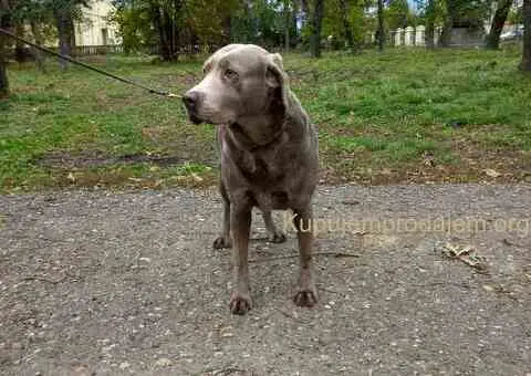 Silver labradori - 5/5