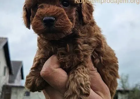 Pudle patuljaste i toy - 1/5