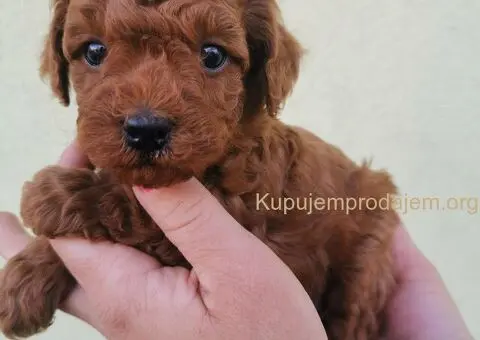 Pudle patuljaste i toy - 2/5