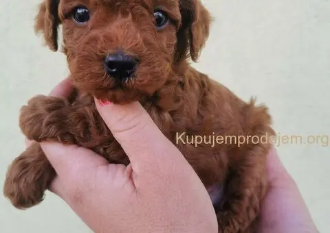 Pudle patuljaste i toy - 3/5