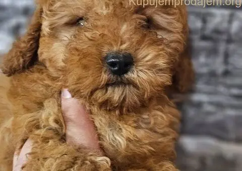 Pudle patuljaste i toy - 4/5