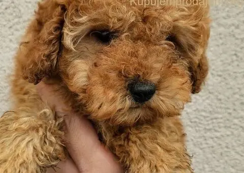 Pudle patuljaste i toy - 5/5