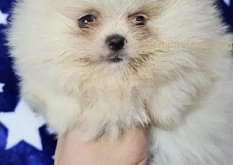 Pomeranac Boo stenci - 1/5