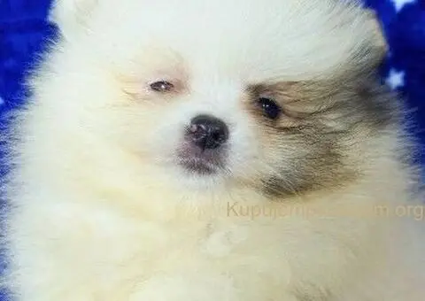 Pomeranac Boo stenci - 2/5