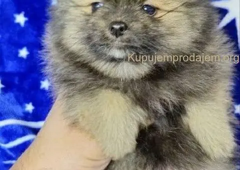 Pomeranac Boo stenci - 3/5