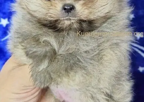 Pomeranac Boo stenci - 4/5