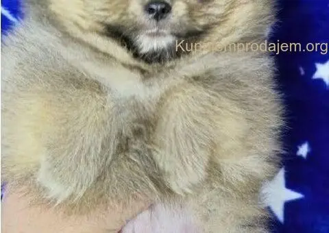 Pomeranac Boo stenci - 5/5