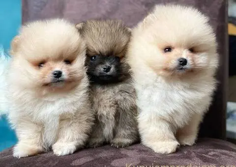 Dostupni prelepi štenci pomeranaca - 1/5