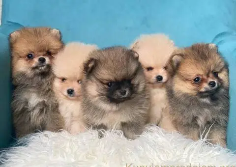 Dostupni prelepi štenci pomeranaca - 2/5