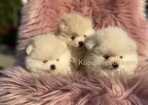 Dostupni prelepi štenci pomeranaca - 3/5