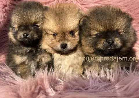 Dostupni prelepi štenci pomeranaca - 4/5
