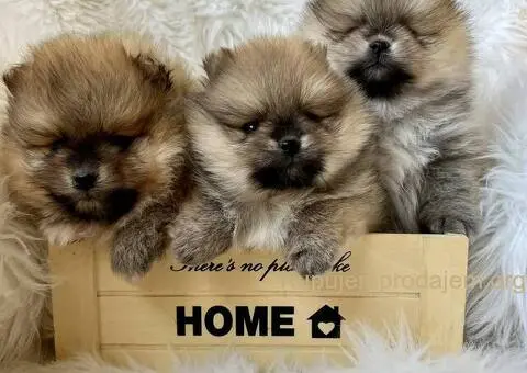 Dostupni prelepi štenci pomeranaca - 5/5