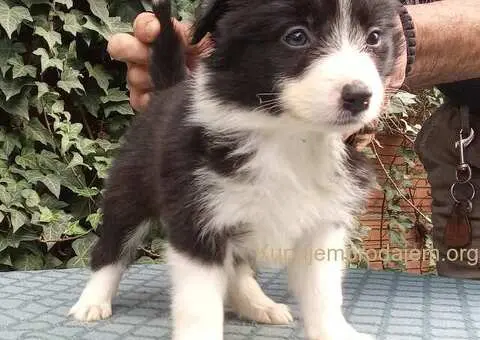 BORDER COLLI top stenad - 1/5