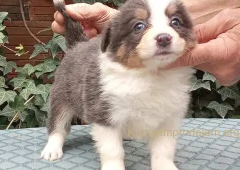 BORDER COLLI top stenad - 2/5